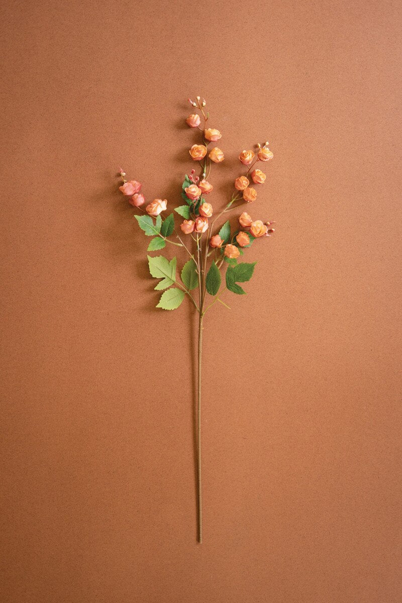 Botanica #3697